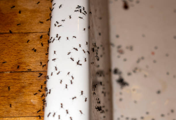 Best Wildlife Control Services  in Coram, NY