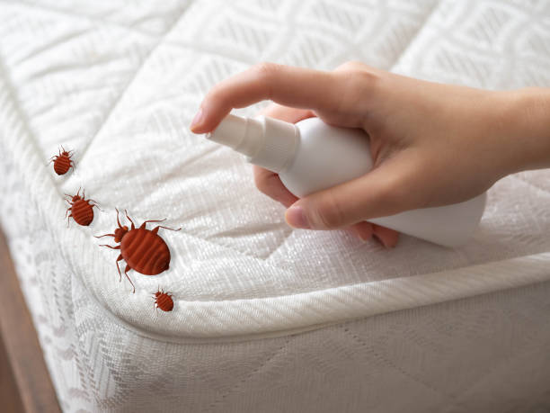 Best Bed Bug Extermination  in Coram, NY