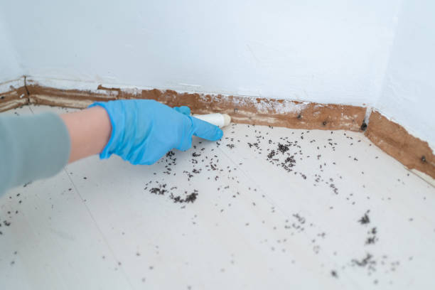 Best Local Pest Control Services  in Coram, NY